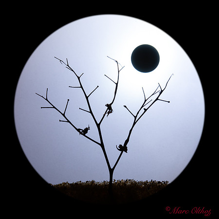 Three in the tree by day LR CR