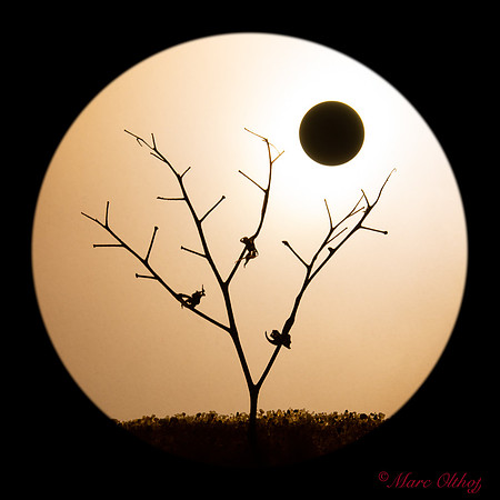 Three in the tree by night LR CR